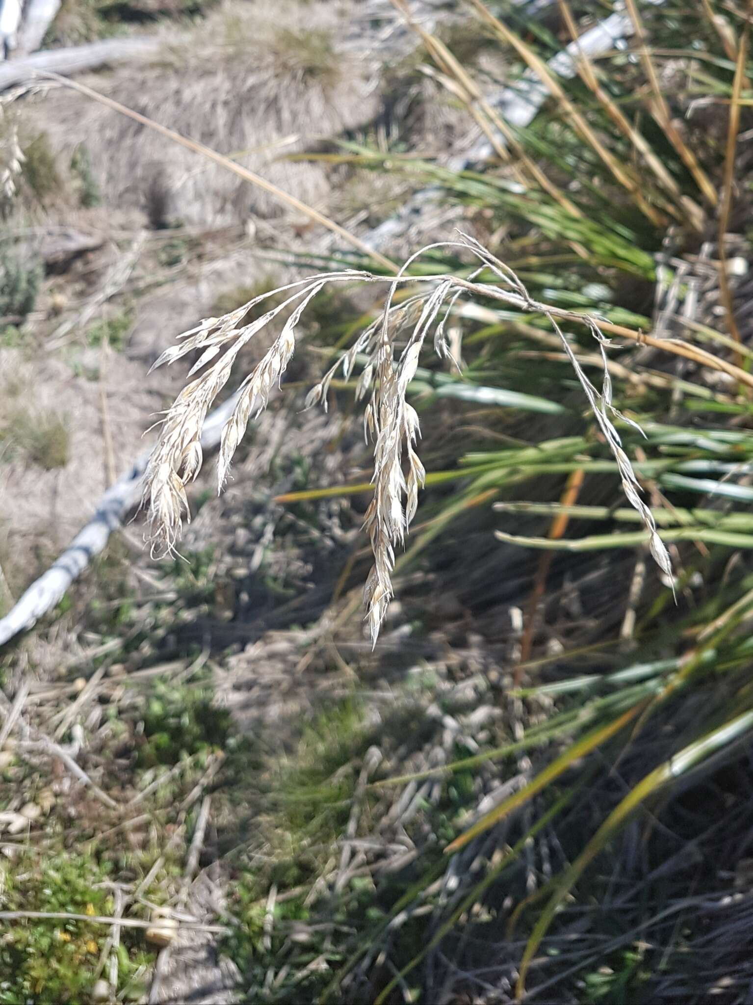 صورة Chionochloa frigida (Vickery) Conert