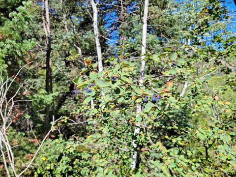 Image de Amelanchier alnifolia subsp. alnifolia