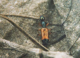 Image of Odacantha