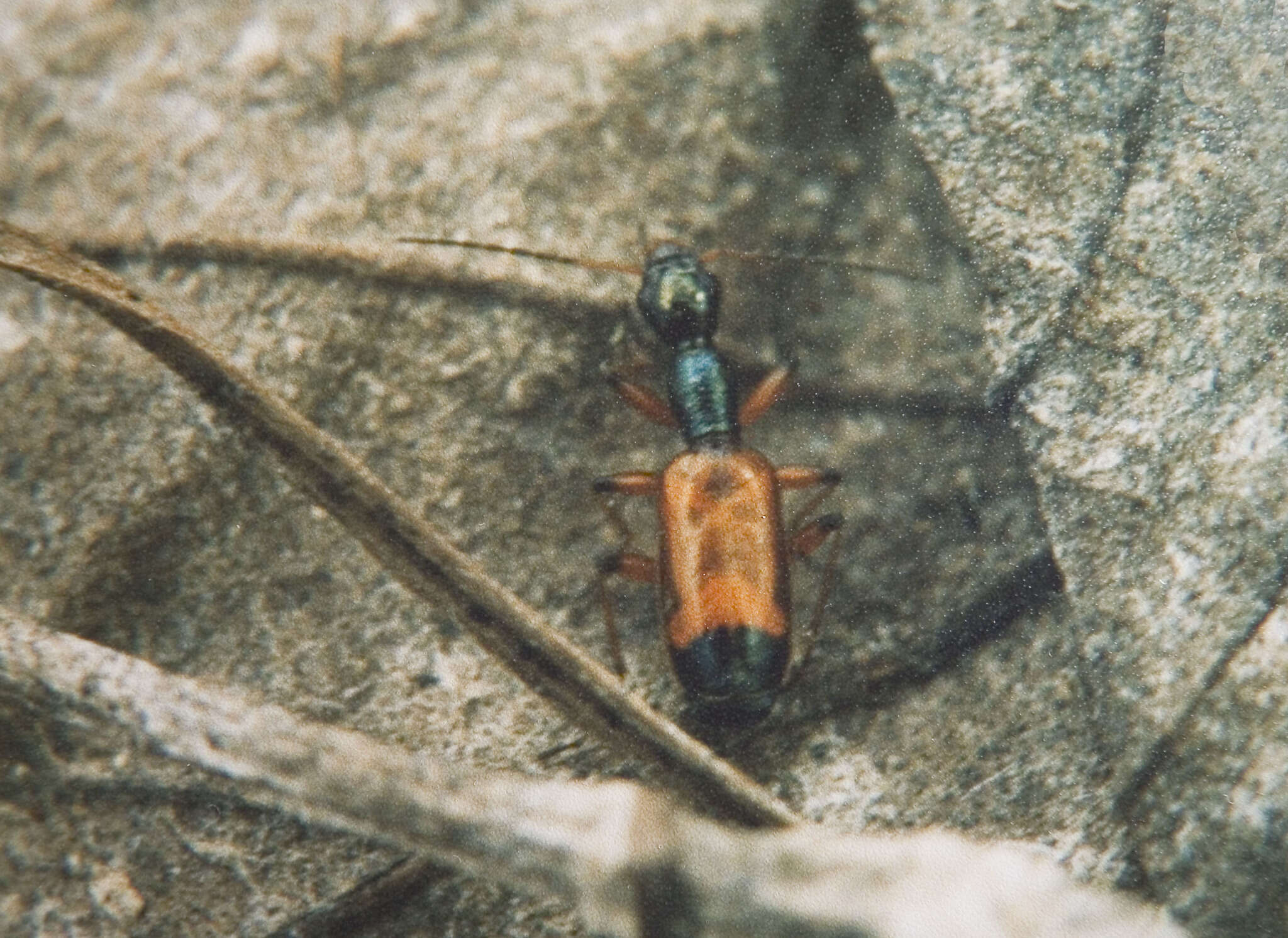 Image of Odacantha