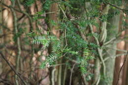 Image of Japanese Nutmeg Tree