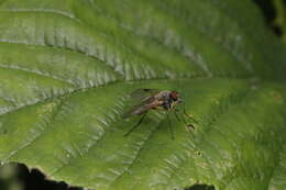 Image of Small Fleck-winged Snipe Fly