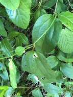 Smilax walteri Pursh resmi