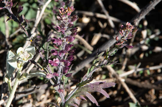 Image of Lepidium oxytrichum Sprague