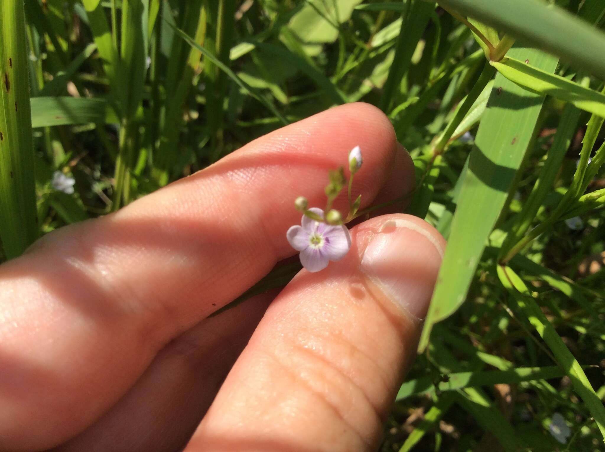 Image of Marsh Speedwell