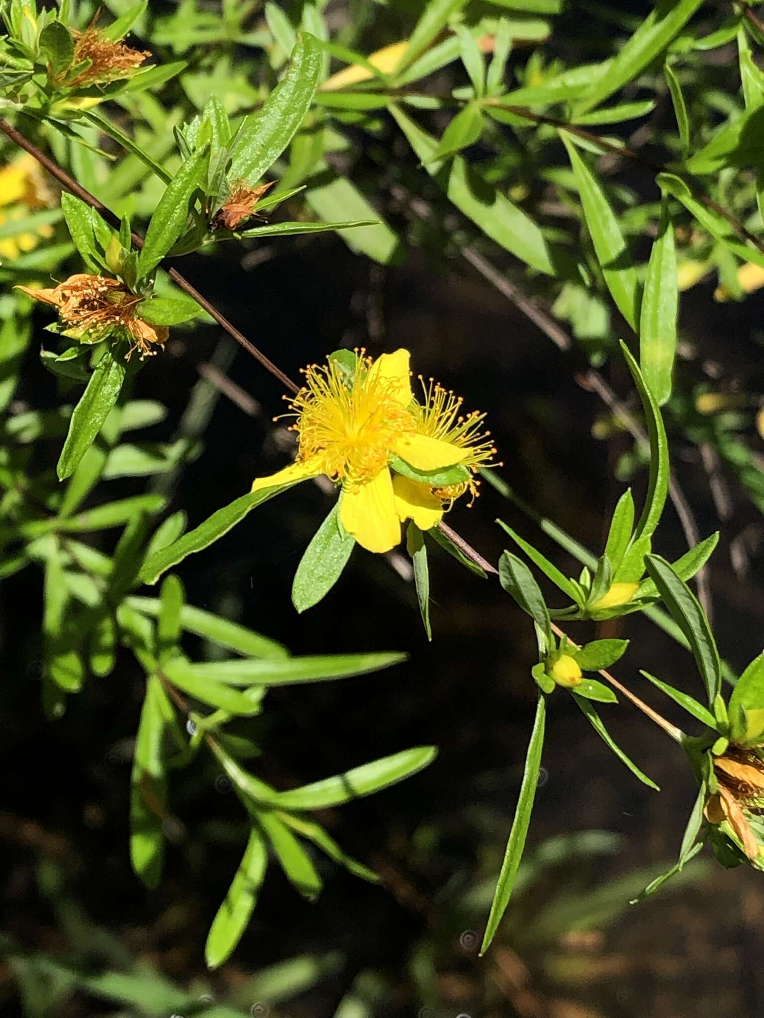 Hypericum galioides Lam.的圖片