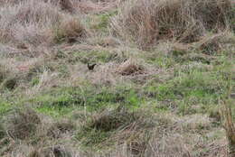 Image of Black-tailed Crake