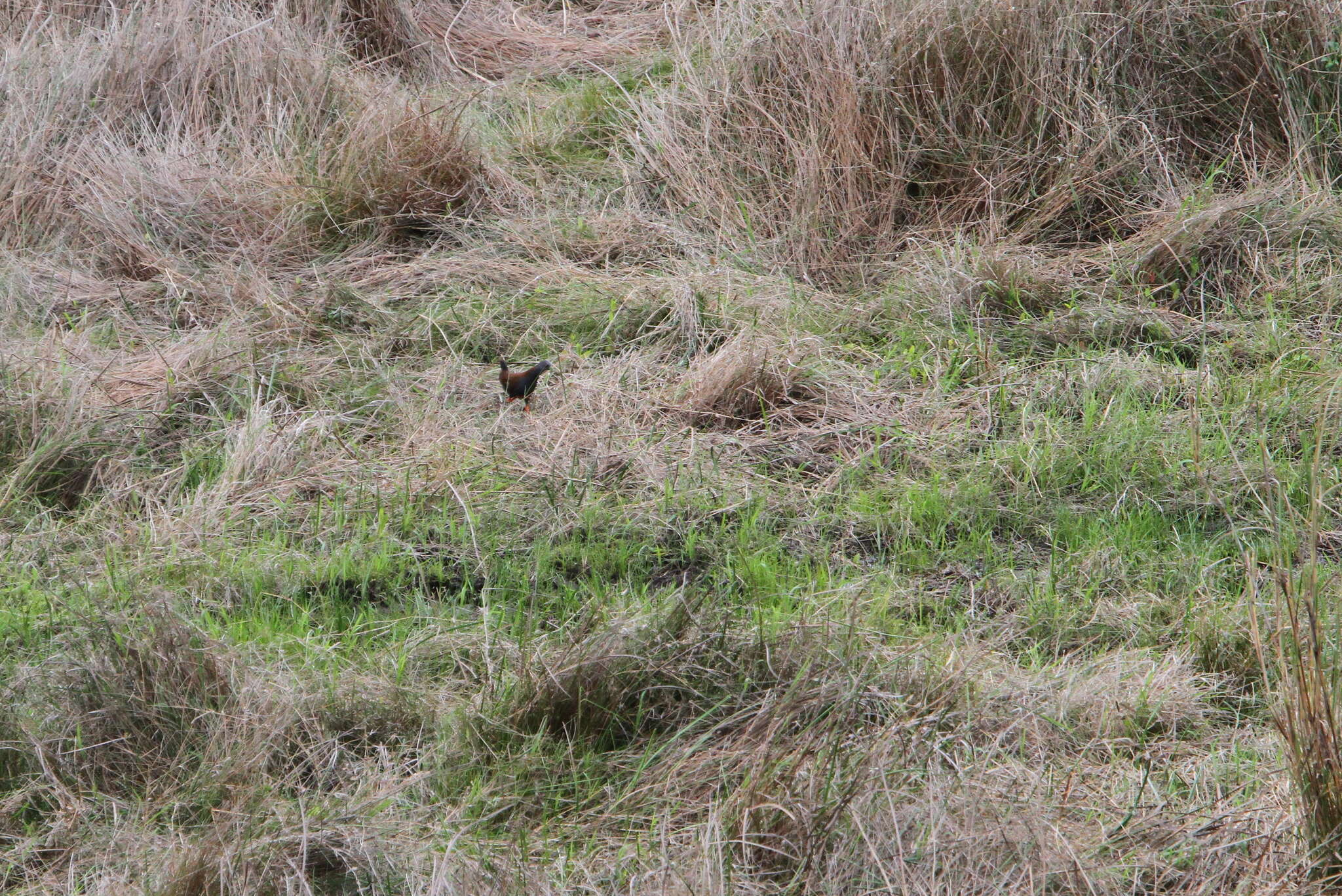 Image of Black-tailed Crake