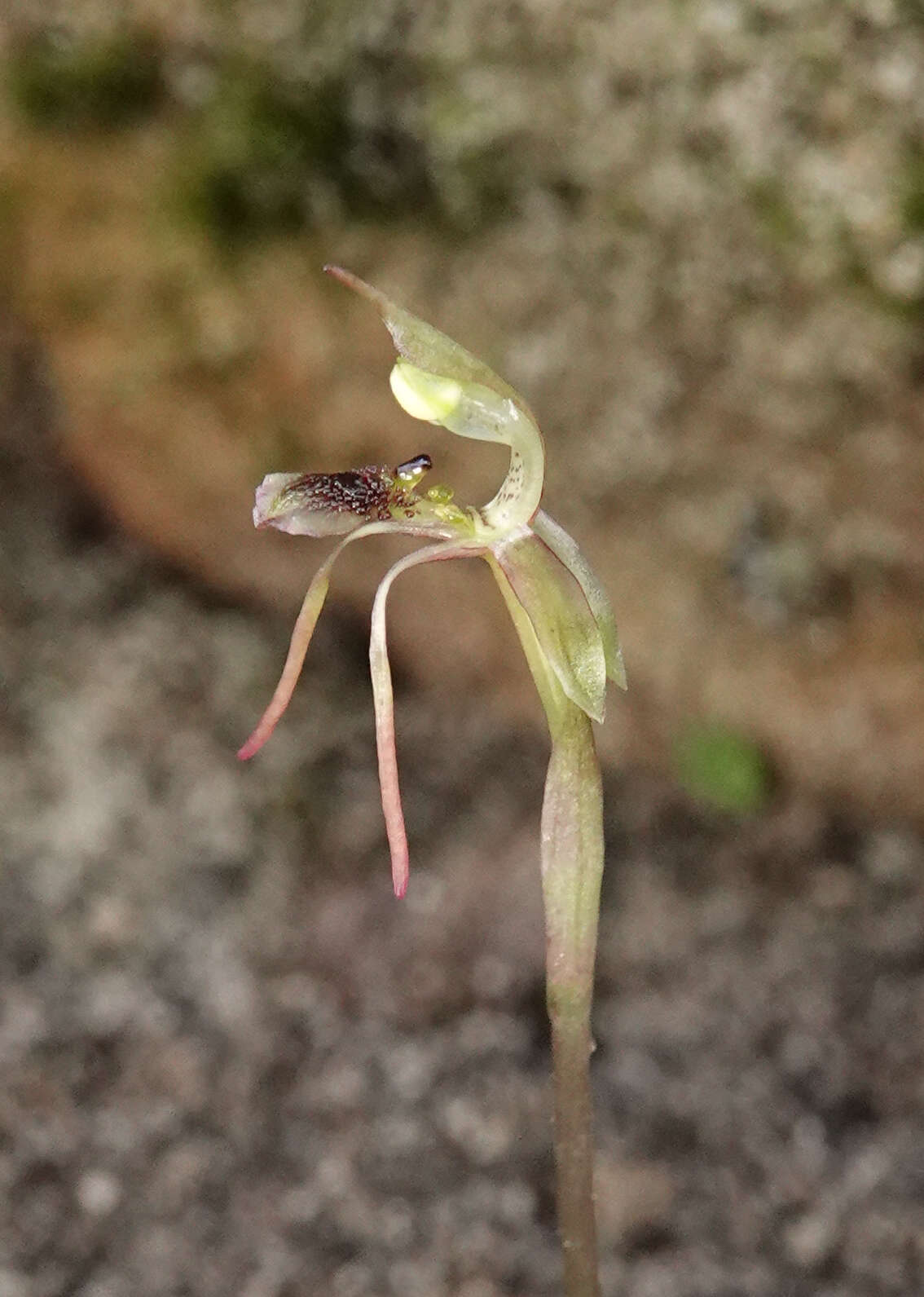 Image of Common wasp orchid