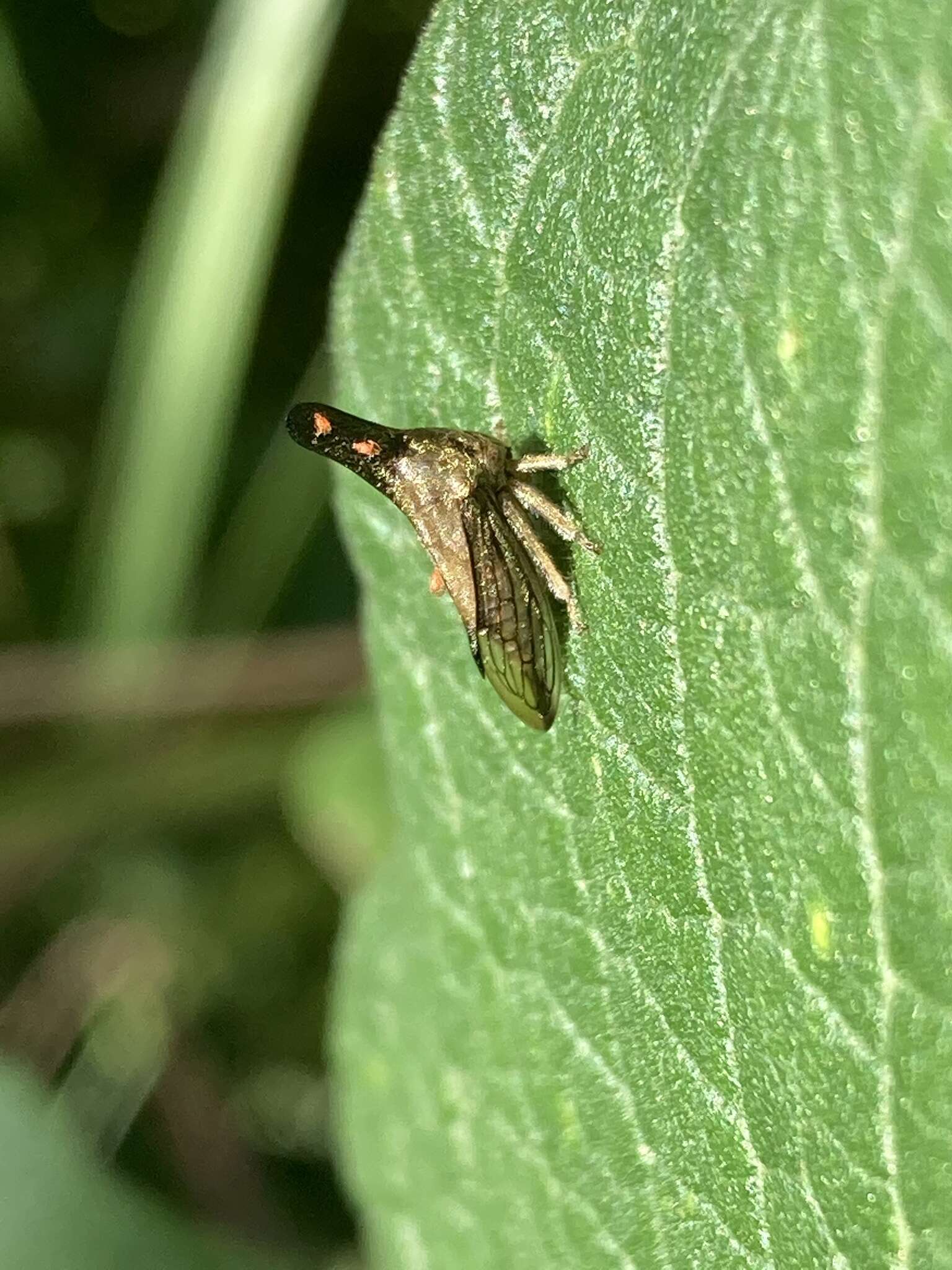 Image of Aconophora mexicana Stål