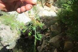 Image of Psoralea suaveolens