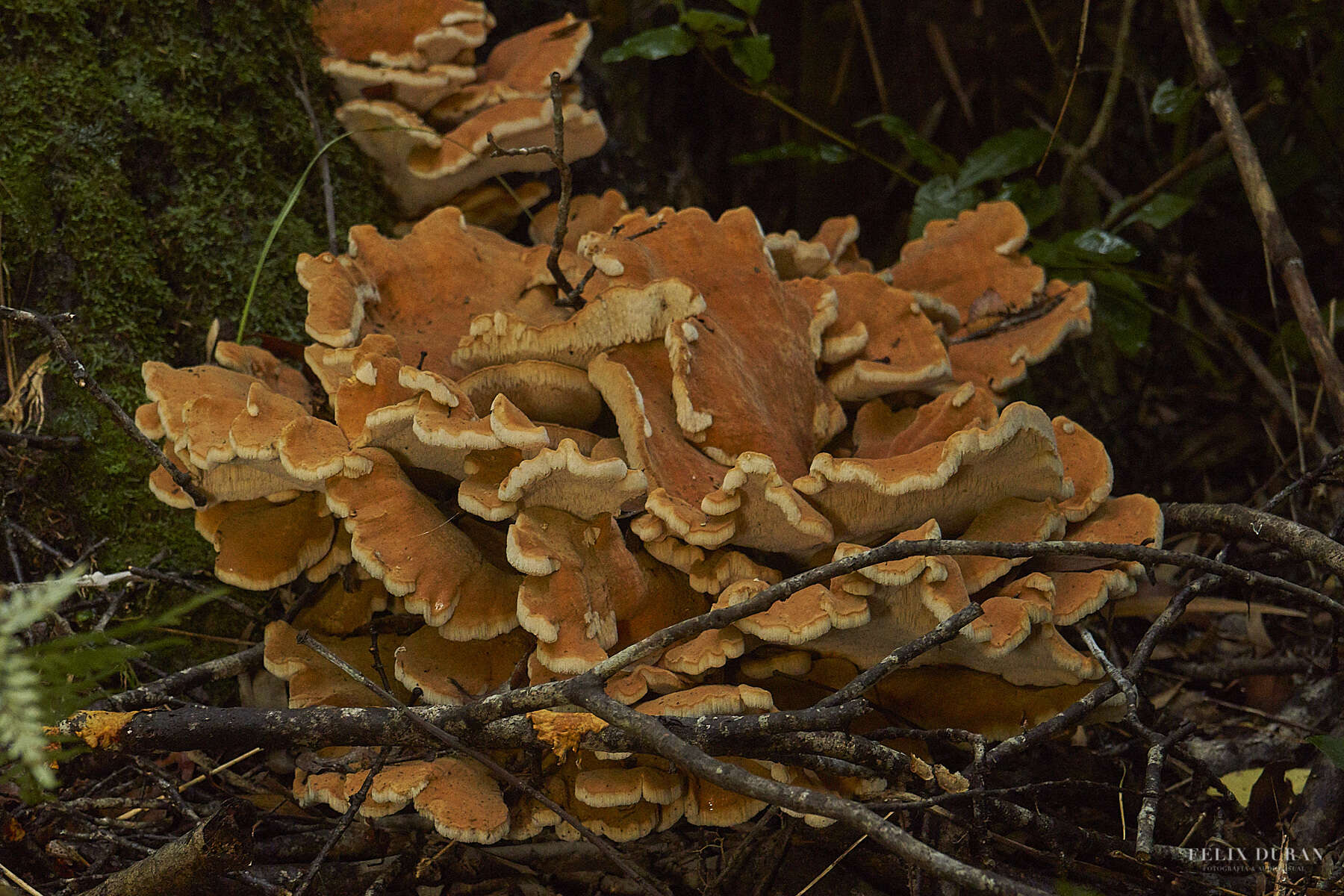 Image of Bondarzewia guaitecasensis (Henn.) J. E. Wright 1964