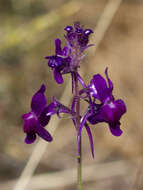 Sivun Linaria elegans Cav. kuva