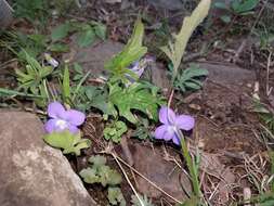 Слика од Viola subsinuata (Greene) Greene