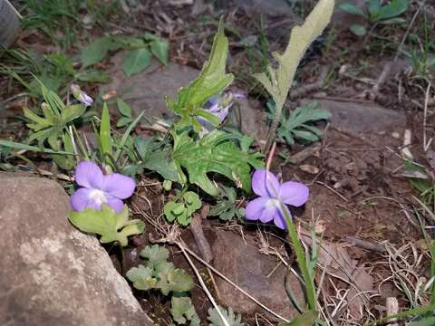 Слика од Viola subsinuata (Greene) Greene