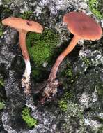 Image of Lactarius subserifluus Longyear 1902