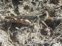 Image of Melanoplus occidentalis (Thomas & C. 1872)