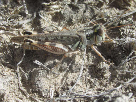 Image of Melanoplus occidentalis (Thomas & C. 1872)