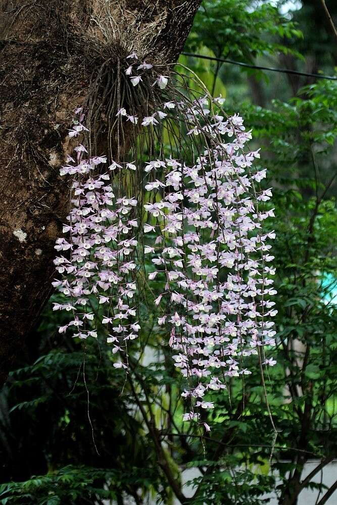 Image of Hooded orchid