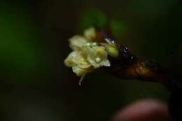 Imagem de Maxillaria parviflora (Poepp. & Endl.) Garay