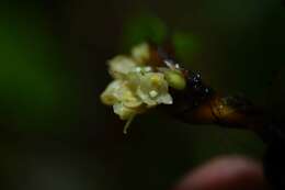 Image of purple tiger orchid