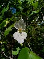 Dalechampia bernieri Baill.的圖片