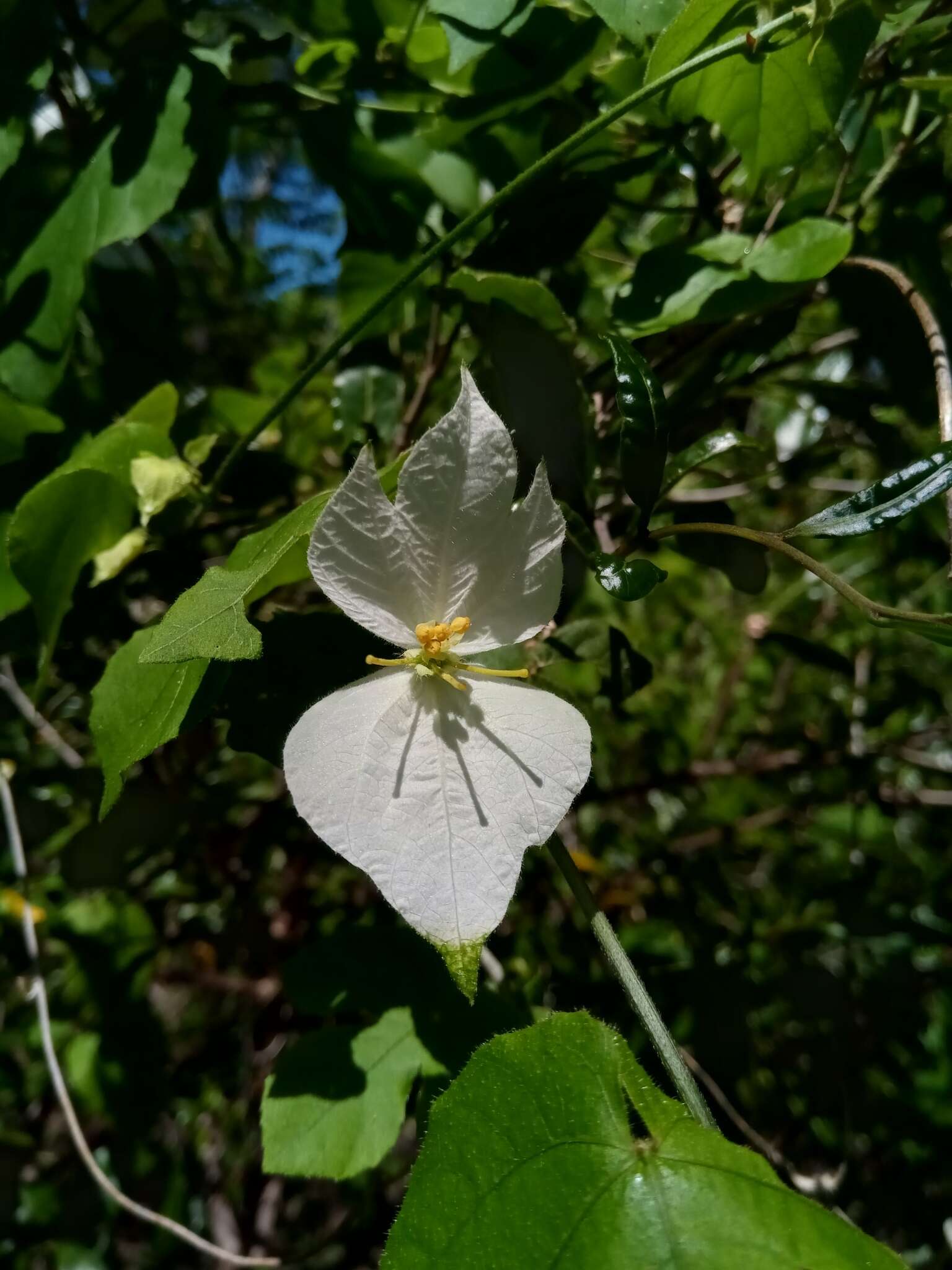 Dalechampia bernieri Baill.的圖片