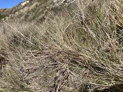 Imagem de Spinifex longifolius R. Br.