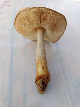 Image of Lepiota ochraceofulva P. D. Orton 1960