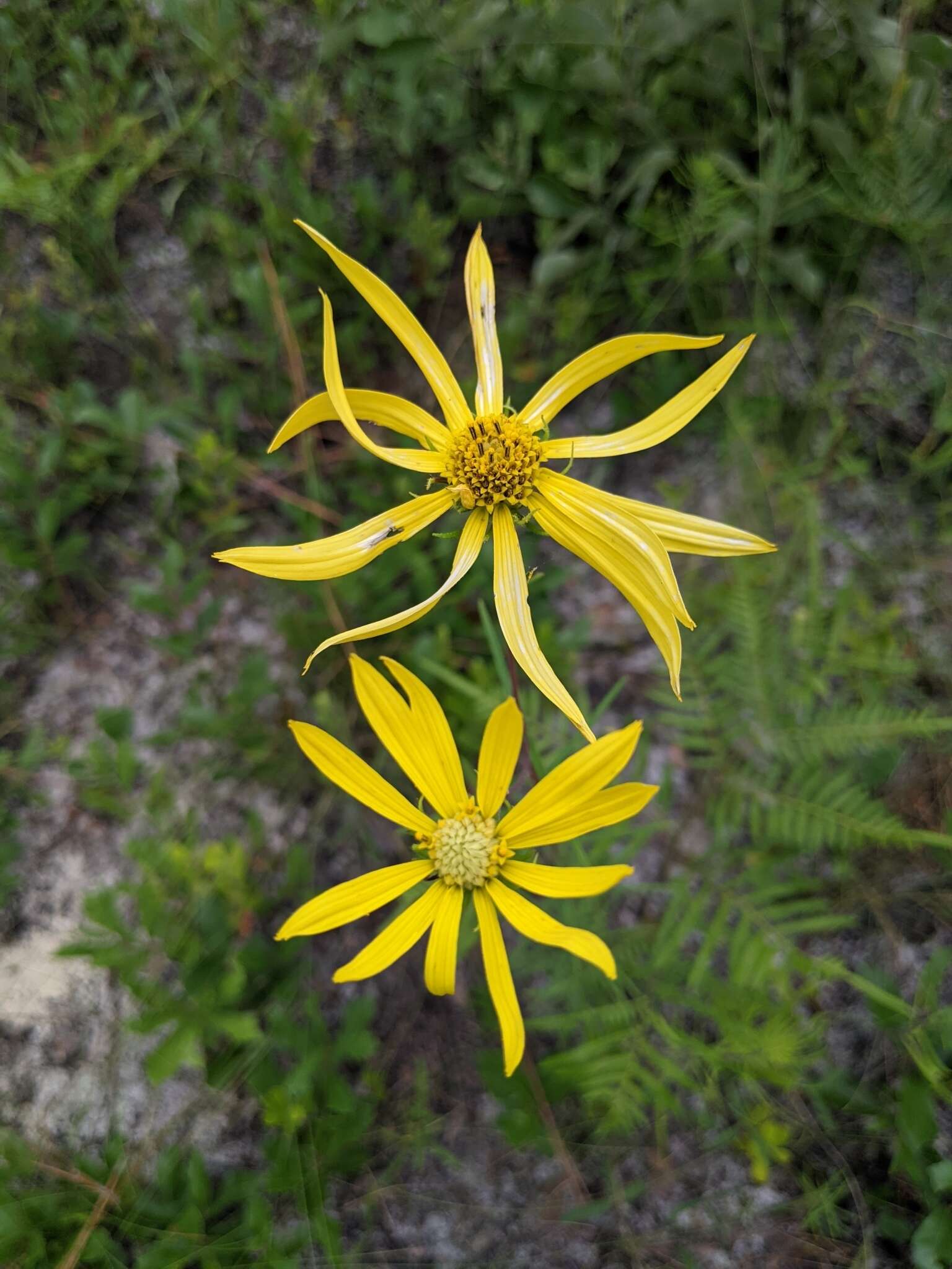 Imagem de Phoebanthus tenuifolia (Torr. & A. Gray) Blake