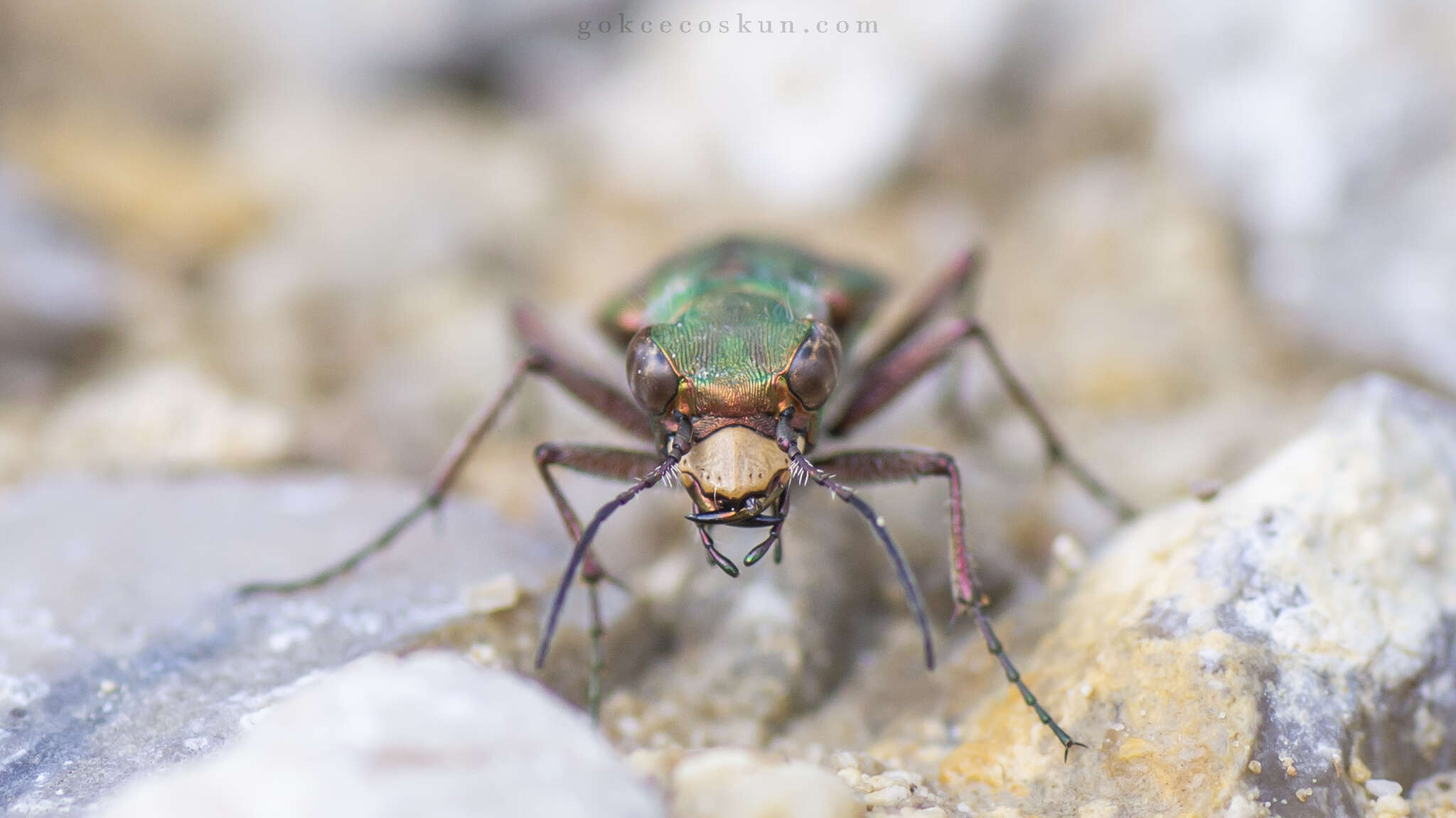 Image of Cicindela (Homodela) ismenia Gory 1833