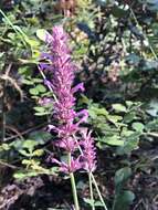 Image of Trans-Pecos giant hyssop