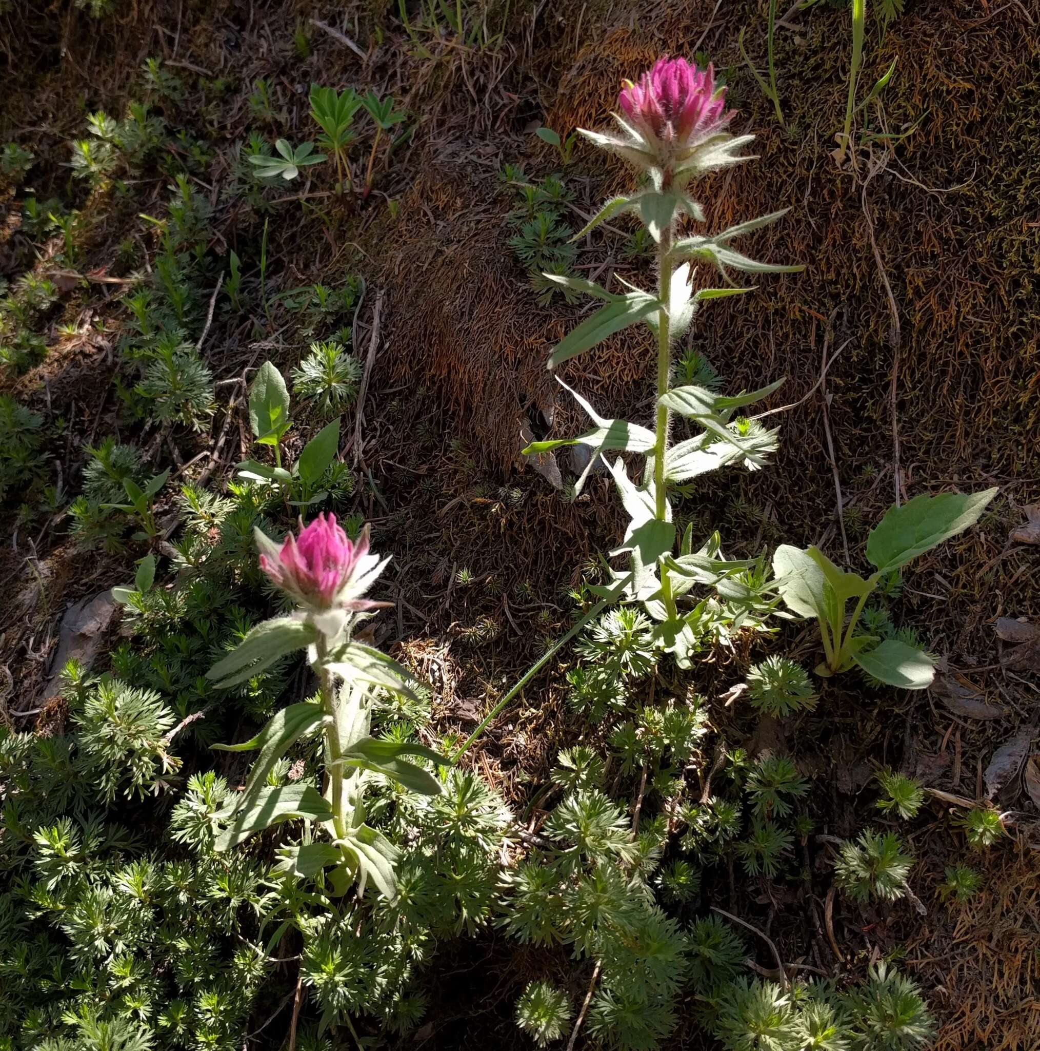 Image of Olympic Indian paintbrush