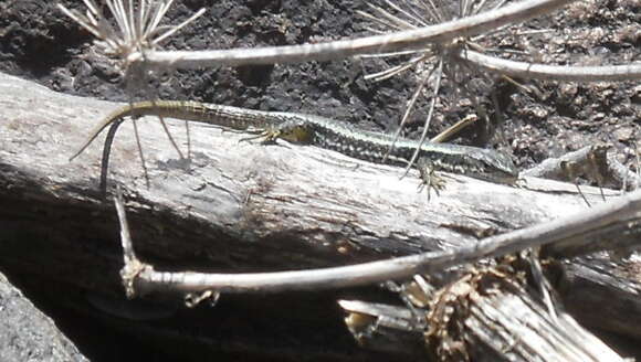 Image of Dagestan Lizard