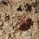 Nebria (Oreonebria) castanea Bonelli 1810的圖片