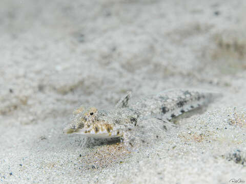 Image of Indian Ocean fold dragonet