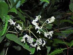 Imagem de Clerodendrum villosum Blume