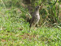 Plancia ëd Turdus litsitsirupa (Smith & A 1836)