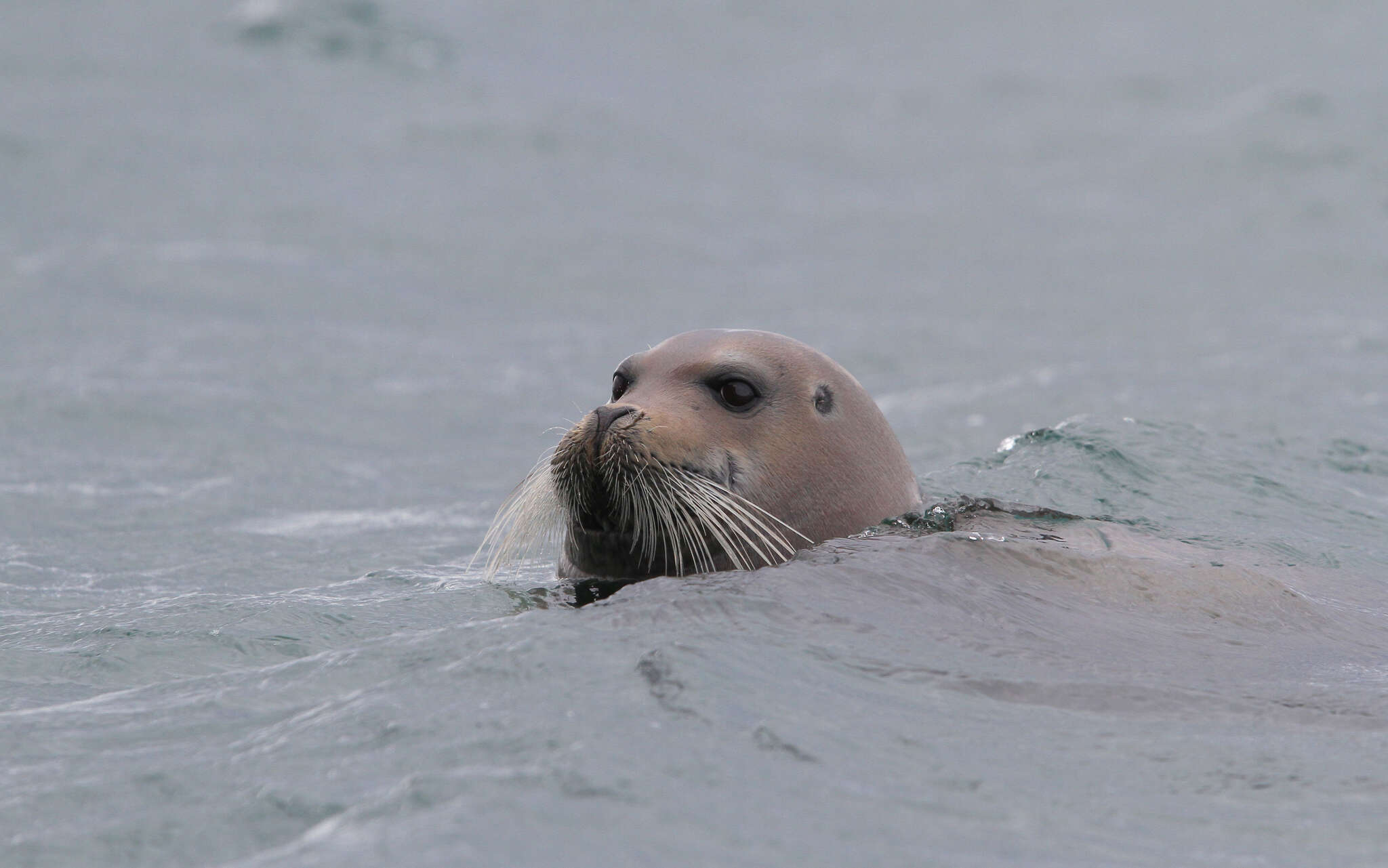 Image of bearded seal