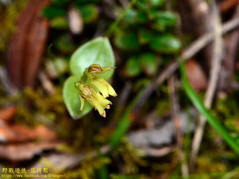 Image de Neottia morrisonicola (Hayata) Szlach.