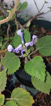 Image of Plectranthus zuluensis T. Cooke