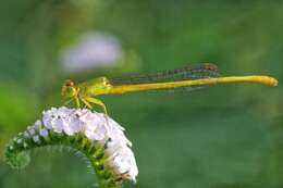 Image of coromandel marsh dart