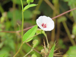 Image of Jacquemontia gracillima (Choisy) Hall. fil.