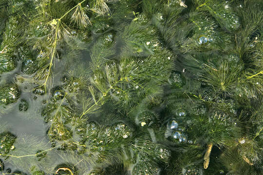 Image of Soft Hornwort