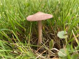 Слика од Calocybe carnea (Bull.) Donk