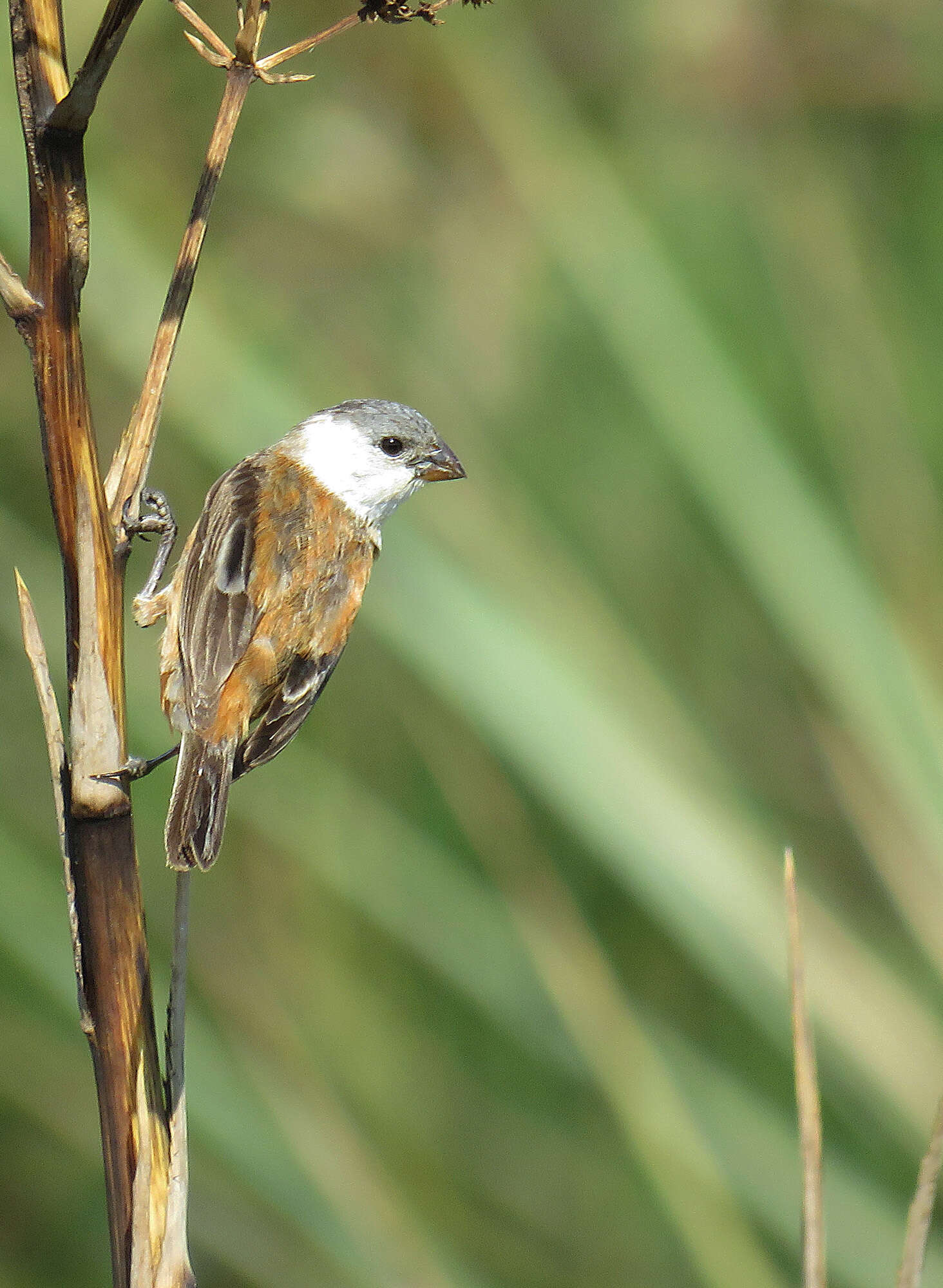 Image of Marsh Seedeater