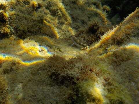 Image of Adriatic blenny