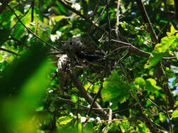 Image of Black-spotted Barbet