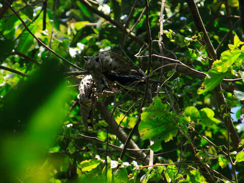 Image of Black-spotted Barbet
