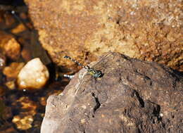 Image of Hemigomphus heteroclytus Selys 1854